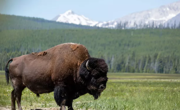 Bison